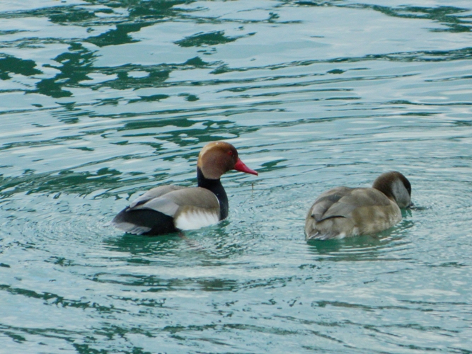 Fistione turco? (coppia)